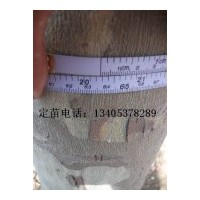 出售20公分法桐