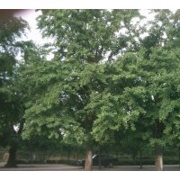 2011年5月銀杏樹價格