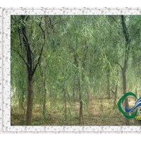 垂柳供應(yīng)直銷