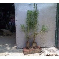 出售黑松，側(cè)柏，油松