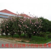 出售木槿、紫薇、女貞、紫白玉蘭、櫻花、黑松等綠化苗木及種子