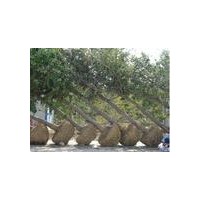 出售銀杏樹(shù)