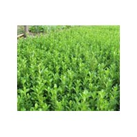 河北苗木批發(fā)小葉黃楊