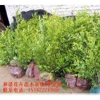 基地直銷金葉女貞