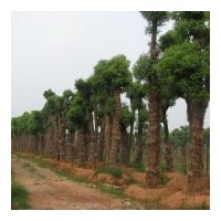 出售各種品種規(guī)格湖南香樟價(jià)格創(chuàng)造本地