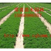 供應(yīng)樟子松苗