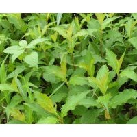 供應(yīng)紅王子錦帶床苗