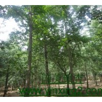 國美銀杏苗圃2011年7-9月份最新銀杏樹價(jià)格