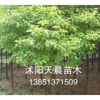 規(guī)格齊全的苗木香樟