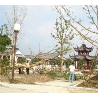 專供銀杏樹 質量優(yōu)、價格低、無中介