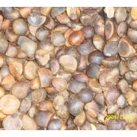 供油茶種籽和苗木