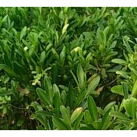 常年銷售欒樹 合歡 銀杏 雪松 意楊