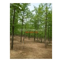 供各種規(guī)格實生銀杏樹