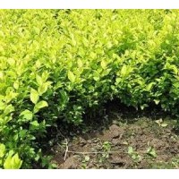 供應(yīng)金葉女貞苗, 紅葉女貞苗，紅葉小波苗 瓜子黃楊苗，小葉女貞