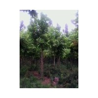 供應(yīng)國槐，欒樹，青桐,白蠟