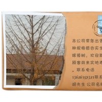 銀杏樹最新價格