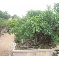 長(zhǎng)期大量供應(yīng)8-30cm的黃葛樹