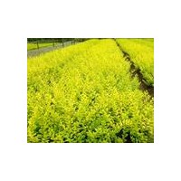 常年銷售金葉女貞 紅葉小波