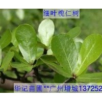 出售小葉欖仁苗，粉花山扁豆苗，盆架子苗，細(xì)葉欖仁苗