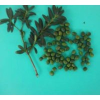 供應(yīng)羅漢松種子