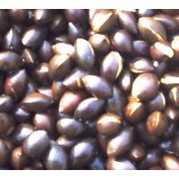 供應(yīng)三尖杉種子