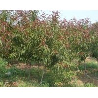 供廣玉蘭 白玉蘭 絲棉木 枇杷 紅葉碧桃 榆葉梅 美人梅