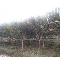 長期供應規(guī)格在4-5-6-8-10cm的紫薇