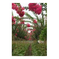 出售桂花，國槐，意楊,櫻花，紅葉小檗，金葉女貞