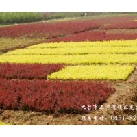 苗木供應(yīng)；大葉丁香 四季海棠。