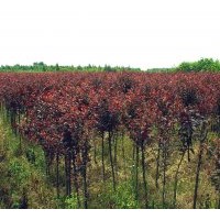 供應規(guī)格在6-12cm的紅葉李