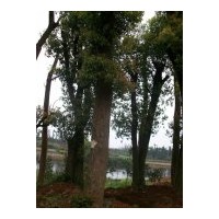 湖南益陽移植香樟基地