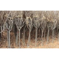 長(zhǎng)期批發(fā)：紫薇 紅楓 櫻花 紅（綠）梅