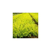 供應色塊苗：金葉女貞，紫葉女貞，紅葉小檗等