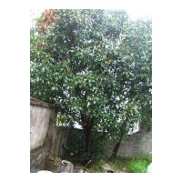 便宜出售自家的野生桂花