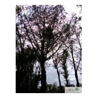 銀杏各種大規(guī)格銀杏苗木