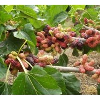 供應(yīng)果桑苗