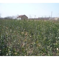 大量供應(yīng)側(cè)柏、北海道黃楊