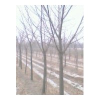 特供山西3公分柳樹 銀杏樹 梨樹 速生楊