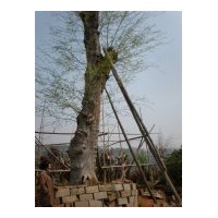 供應(yīng)小葉榆樹(shù)