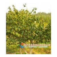 供應(yīng)金葉蕕，金銀木，金銀花，平枝荀子，金絲桃，金絲梅