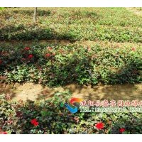 供應(yīng)薔薇苗，月季苗，品種月季苗 檜柏苗 蜀檜苗