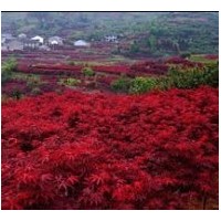 供應(yīng)各種大小規(guī)格美國紅楓苗木