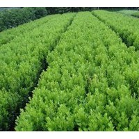 供應(yīng)瓜子黃楊