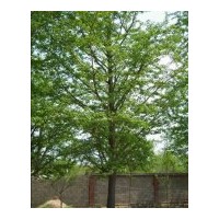 銀杏實(shí)生樹 嫁接樹