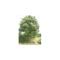 供應精品香樟8---25香樟
