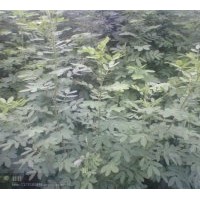 雙夾槐小苗急售！