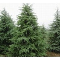 雪松產(chǎn)地直供