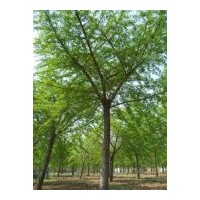 銀杏苗木：銀杏實(shí)生樹(shù)，嫁接樹(shù)，銀杏葉