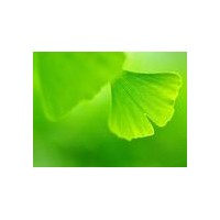 專供銀杏樹 2-60公分