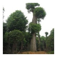 緊急處理移栽骨架香樟